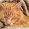Napping ginger kitty