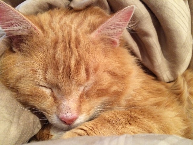 Napping ginger kitty