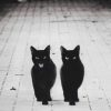 Black and white photograph of two black cats walking side by side; one is snarling.