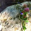 Photograph of flowers on a stone by Erica Violet Lee