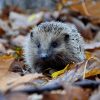 Hedgehog in a pile of leaves. Photo by Piotr Laskawski via Unsplash