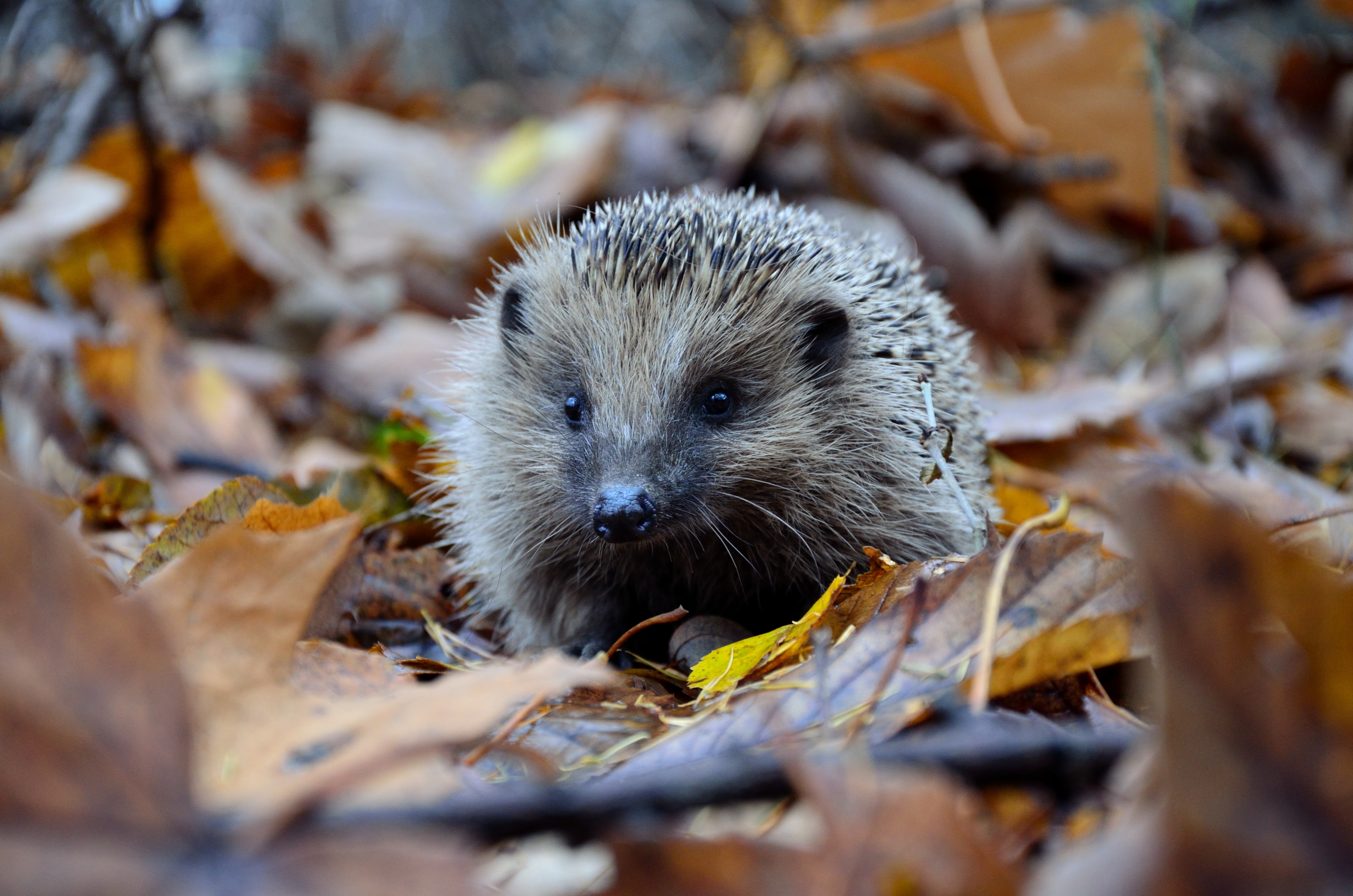 Hedgehog in a pile of leaves. Photo by Piotr Laskawski via Unsplash