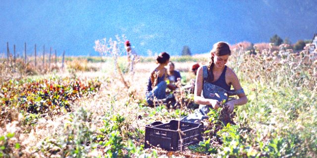 THE FRUITS OF UNPAID LABOUR
