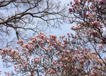 Our Sunday Links