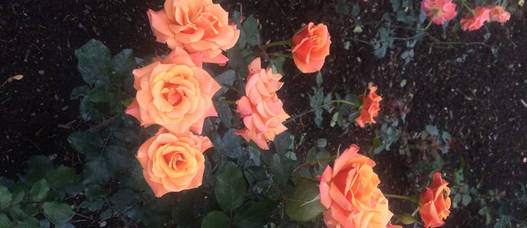 Our Sunday Links