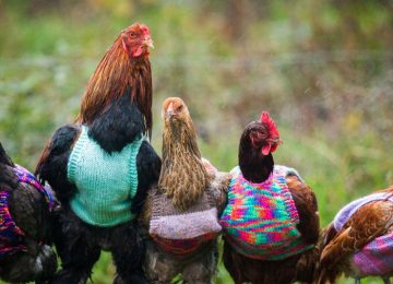 Our Sunday Links