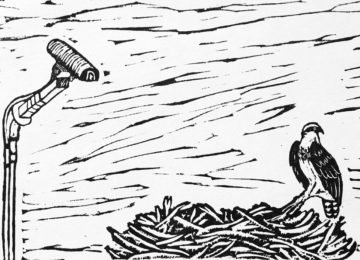 Mediated Natures: Surveillance and Animals